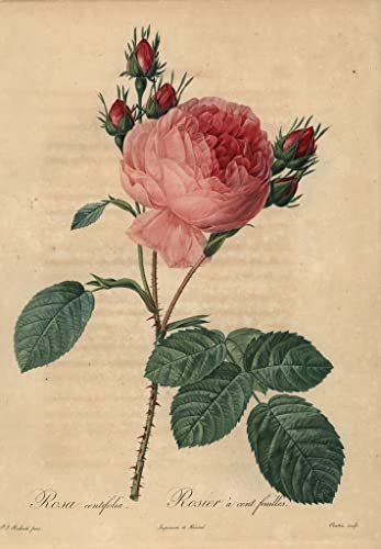 Póster de rosa Provenza 58x90cm en lienzo para decorar un salón elegante con arte de Redouté