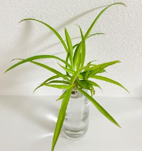 Amazon.co.jp: 観葉植物 水栽培 アオオリヅルラン（班無し）子株10株