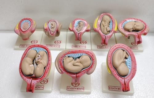 Image of ISKO Study Model Human Female Pelvis Section Pregnancy Anatomical Model Anatomy Model Pregnancy Pelvis Female Pelvis Model Fetus