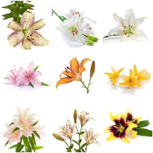 7 bulbos de lirio - bulbos de flores, floración temprana, decoración floral, lirio, lirio de árbol, hidroponía, flores de jardín, plantas perennes resistentes, regalo para plantas de