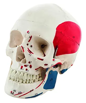 Generic Muscular Numbered Human Skull Anatomical Model, Medical Quality, Life Sized (9