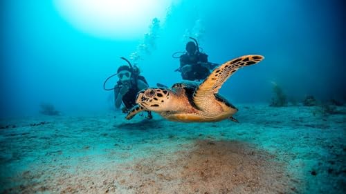 PADI Open Water Diver eLearning | 1 User | 12 Months | Activation Code by email - Image 3