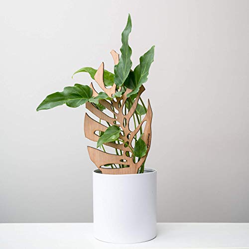 Treleaf Monstrella Leaf Inspired Wooden Trellis Grande Size Indoor Plant Support for Climbing Plants 24 Decorative Houseplant Trellis for Vines Monstera Pothos & More