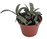 Silver Squill/Leopard Plant - Ledebouria socialis - 2.5' Pot - Easy Houseplant