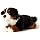 Bernese Mountain Dog