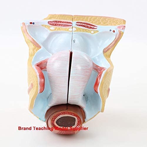 Modello Umano, Organi Riproduttivi Femminili Modello Umano Utero Ovaio Modello Anatomico Forniture per Laboratorio Medico di Ostetricia e Ginecologia