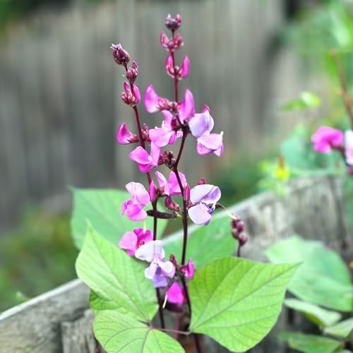 Premier Seeds Direct -Dolichos - Lablab Hyacinth Bean- 20 Seeds