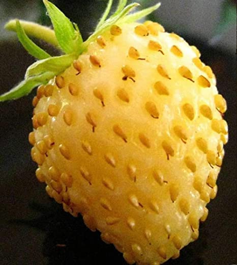 200 Semi Di Fragole Gialle - Fragaria Vesca - Frutti Dolcissimi E Profumati, Da Giardino O Vaso