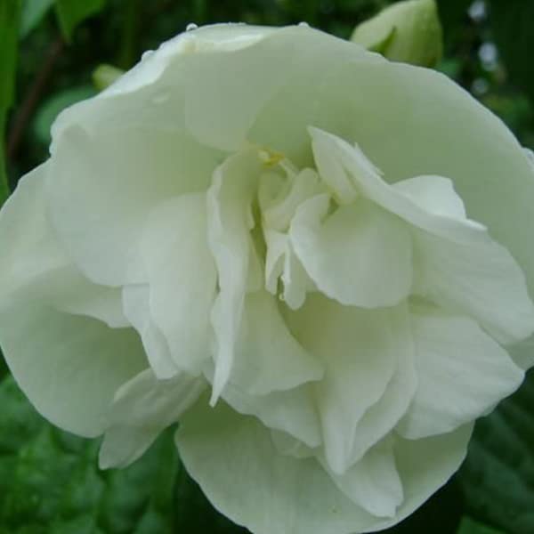 Seringat 'Manteau d’Hermine' – Philadelphus 'Manteau d’Hermine' 30-40 cm pot | Arbuste compact, fleurs blanches parfumées, parfait petit jardin