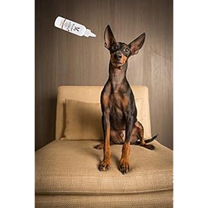 Warren london instant ear cleaner  dog ear drops waloe to prevent irritation | made usa | 12oz   cucciolini doodles