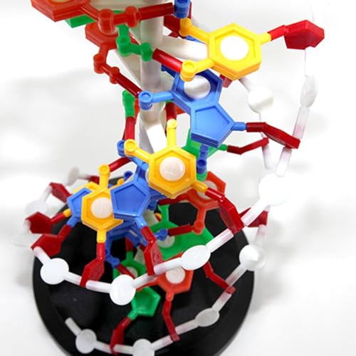 DNA Double Helix - Kit de modelo molecular de doble hélice, base giratoria para un aprendizaje mejorado, ideal para educación médica y enseñanza científica