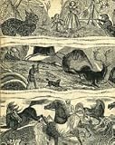 Crockett Almanacs: Nashville Series, 1835-1838