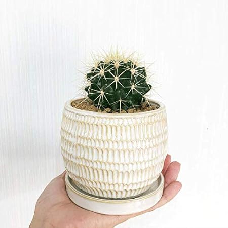 Amazon サボテン 金鯱 キンシャチ 陶器鉢植え Bonsaibowl アイボリー 卓上サイズ サボテンの王様 エキノカクタス 観葉植物 卓上 ミニ ミニサイズ 観葉植物 オンライン通販