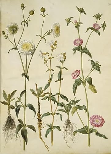 Toile Silene Latifolia Holtzbecker pour habiller un grand mur vide