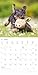 Alpha Edition - Welpen Kalender 2026 – Wandkalender 30x30 cm (30x60 cm geöffnet) – Für Hundeliebhaber – 12 süße Hundefotografien, viel Platz für Notizen, mit Feiertagen & Ferienterminen: Puppies