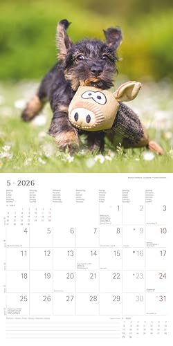 Alpha Edition - Welpen Kalender 2026 – Wandkalender 30x30 cm (30x60 cm geöffnet) – Für Hundeliebhaber – 12 süße Hundefotografien, viel Platz für Notizen, mit Feiertagen & Ferienterminen: Puppies