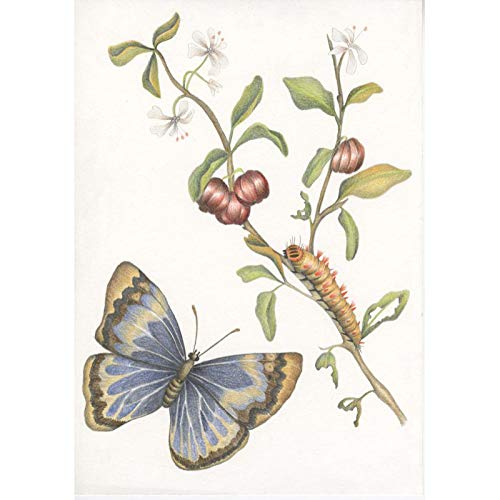 Maria Sibylla Merian. La Magia Della Crisalide. Ediz. A Colori - 3