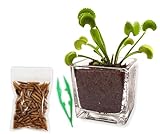 Venus Fly Trap Live Plant with 2.5' Classy Glass...