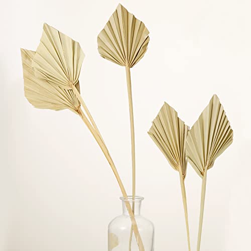 Boho Dried Palm Spears Small Natural Dried Palm Fans Dried Palm Leaves Dried Palm Leaf Palm Fan Leaf With Stem Dried Leaf Decor For Vase Wedding Party Office Home Wall Decor (Natural Color,5 Pieces) #TOP18