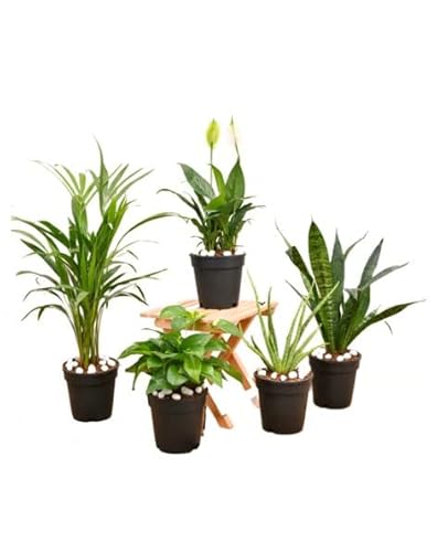 DECOALIVE Pack 5 Plantas de Interior Purificadoras del Aire Plantas Que Enriquecen el Oxígeno