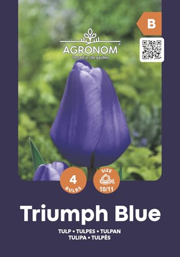 AGRONOM | TULPEN - TRIUMPH BLUE | Mehrjährige Blumenzwiebeln | Blau Blumen | Werden in Blumengärten, in blühenden Rasenflächen gepflanzt | Die herrlich Blüten | Tulpenzwiebeln | 4 Blumenzwiebel