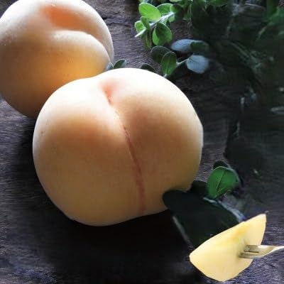 先行受付(清水白桃)岡山県産 三つ星 星乃桃園 780g (3玉)