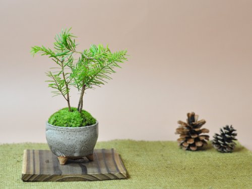 Amazon | 盆栽妙 かわいい南国風な松盆栽 とどまつ ミニミニ鉢 樹高