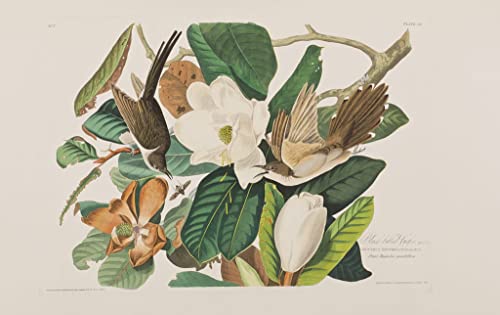 Lienzo decorativo para pared con ilustración botánica y artística de Audubon