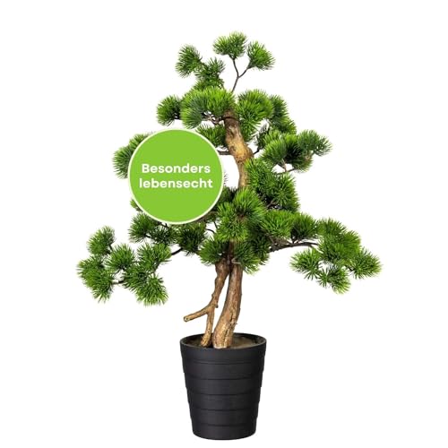 where can you buy a bonsai tree Bonsai Trees | Lexington, KY