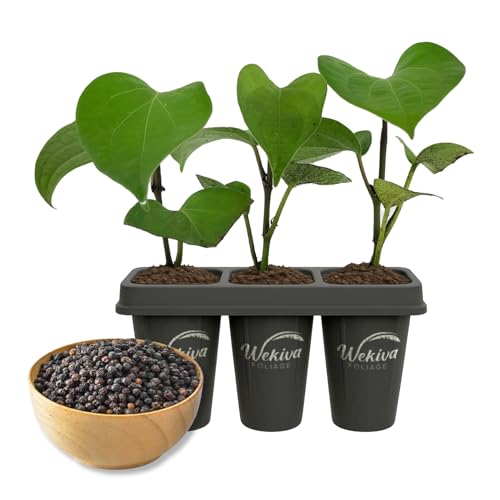 Black Pepper Plant - 3 Live Starter Vines - Piper