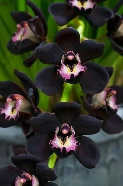 Rhizome de cymbidium grimpant pour balcons ensoleillés sans ombre - lot de 15