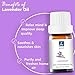 GM Gumili Lavender Essential Oil - Pure Organic Lavender Oil for Skin, Hair, Diffuser, Spray, Roll On, Body Massage - Floral Scent, 10mL