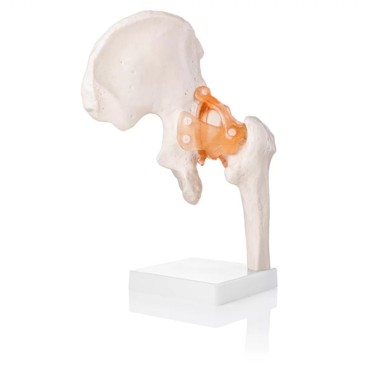 See full amazon price history chart for Myaskro® - Human Hip Joint Model with Ligaments ✮ Scientific Life Size with Premium Display Base ✮ Best Teaching Tool for Patient Education & Anatomy Study Myaskro® - Human Hip Joint Model with Ligaments ✮ Scientific Life Size with Premium Display Base ✮ Best Teaching Tool for Patient Education & Anatomy Study (B0BQG7G8BX) Amazon Price History, Amazon Price Tracker