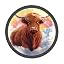 Highland Cow