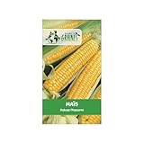 100 graines de maïs doux popcorn dobosz, variété ancienne productive et savoureuse, semences de jardin potager