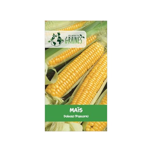 100 graines de maïs doux popcorn dobosz, variété ancienne productive et savoureuse, semences de jardin potager