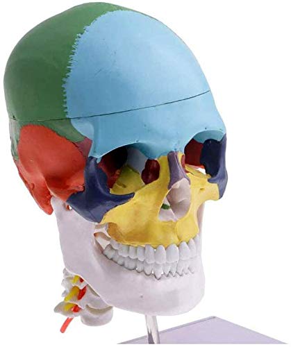 Modèle De L'Anatomie De L'Anatomie Humaine du Squelette De Matériel Médical Os Peinture Sculpture Cervicale Inquiring