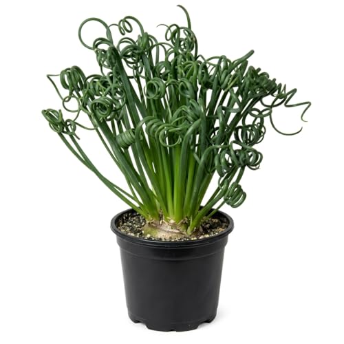 Albuca Spiralis Plant Corkscrew Albuca Frizzle Sizzle Plant Live Curly