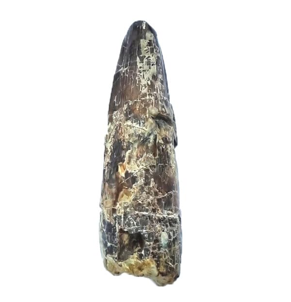 Suchomimus sp. (Fósil de Dinosaurio Diente) SU1