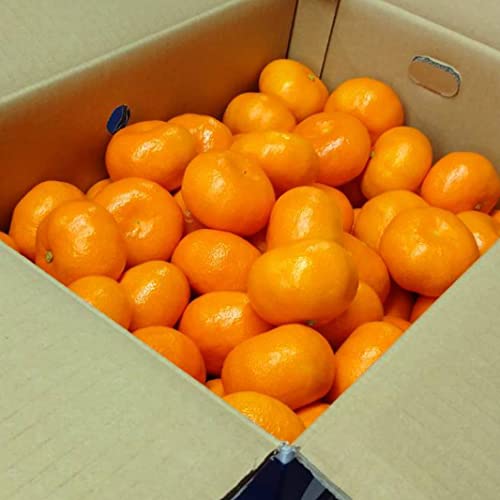 y炪{z ݂ 2s TCYC Gi  ƒp/k Yt[c ~J  ɑ݂ ݂