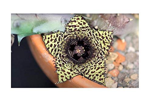 Stk - 3x Huernia hystrix Sukkulenten Zimmer Garten Pflanzen - Samen B1632 - Seeds & Plants Shop by Ipsa