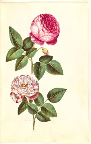 Tableau Toile Rosa Centifolia Holtzbecker Salon 60x90
