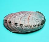 Red Baby Abalone Shell 2-3' | 1 pc.