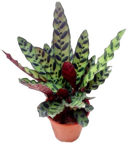 Calathea Lancifolia Natural Planta de Interior o Exterior