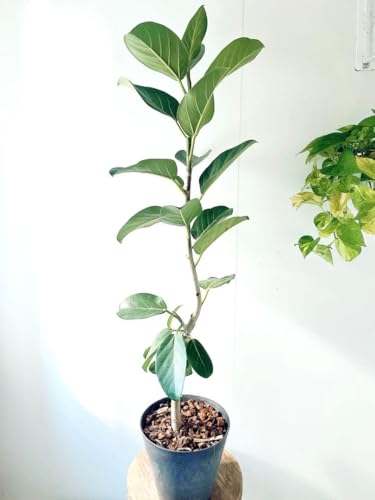 フィカスベンガレンシス 観葉植物 フィカス フィカスベンガレンシス」の人気商品一覧 | 安い