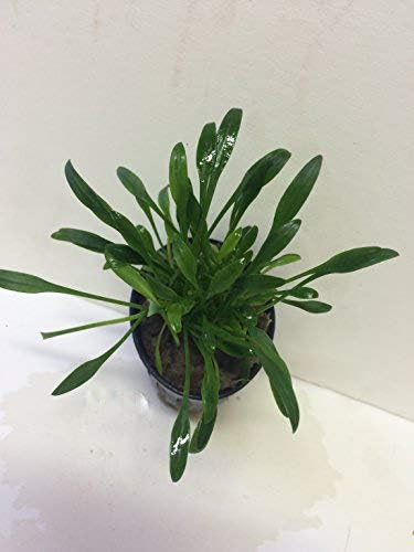 Cryptocoryne parva - Potted Plant P181 - Buy 2 Get 1 FREE