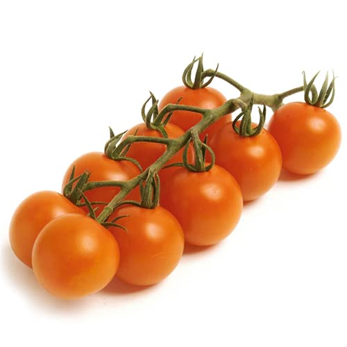 Cocktail-Tomate 'Manolo® Orange' F1 - Portion Samen (6 Korn) - Image 3