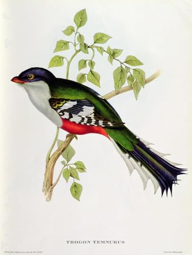 Tableau Toile Oiseau Trogon : Toile d'Art John Gould 60x90