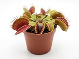 Dionaea Muscipula : un trésor carnivore. Un morceau de nature sauvage chez vous....