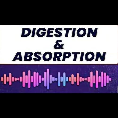Digestion And Absorption